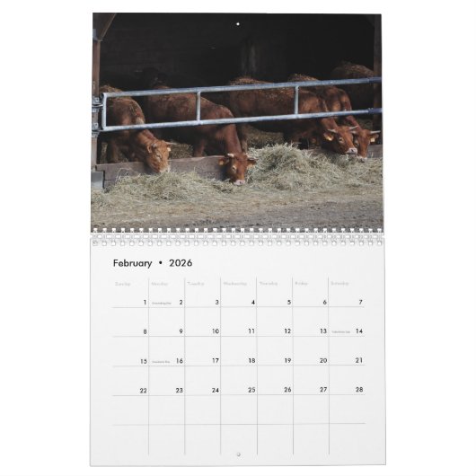 Kühe, Kälber u. Stiere 2016 Kalender (Feb 2026)