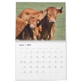Kühe, Kälber u. Stiere 2016 Kalender (Mär 2027)