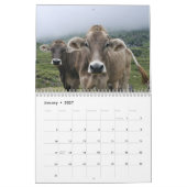 Kühe, Kälber u. Stiere 2016 Kalender (Jan 2027)
