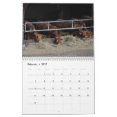 Kühe, Kälber u. Stiere 2016 Kalender (Feb 2027)