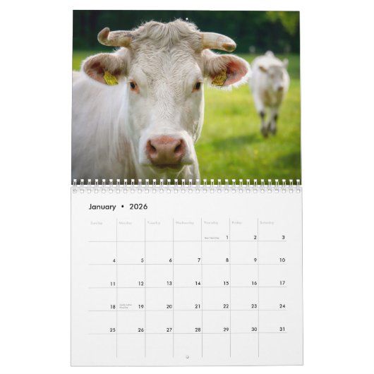 Kühe - Kalender 2025 (Jan 2026)