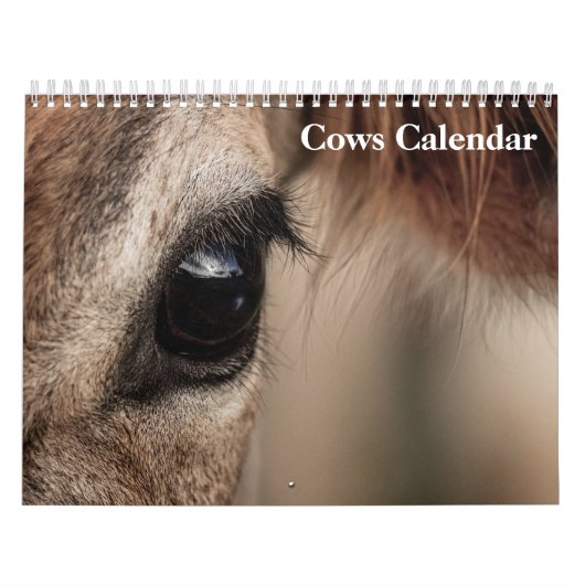 Kühe - Kalender 2025 (Titelbild)