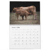 Kühe - Kalender 2025 (Jan 2026)