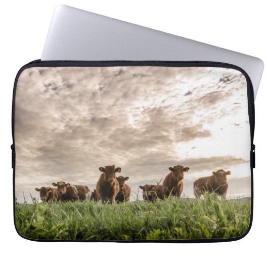 Kühe Laptopschutzhülle (Vorderseite)