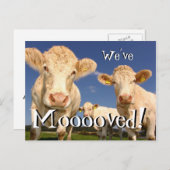 Kühe lustig Wir haben neue Adresse Postkarte versc (Vorne/Hinten)