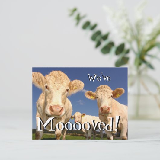 Kühe lustig Wir haben neue Adresse Postkarte versc (Stehend Vorderseite)