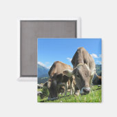 Kühe Magnet (Vorderseite/Rückseite)