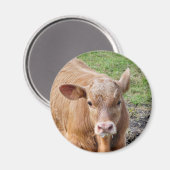 KUHE MAGNET (Vorderseite/Rückseite)