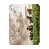 Kühe Magnet (Vertikal)