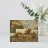 Kühe mit Hirten Postkarte (Stehend Vorderseite)