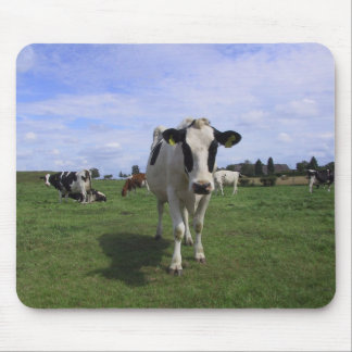 Kühe Mousepad