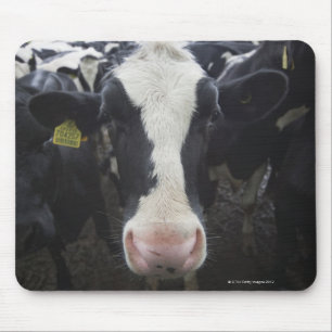Kühe Mousepad