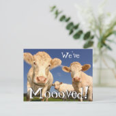 Kühe Neue, sonnige Adresse, die wir bewegt haben Ankündigungspostkarte (Stehend Vorderseite)