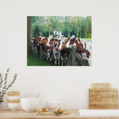 Kühe neugierig poster (Küche)