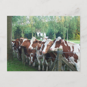 Kühe neugierig postkarte