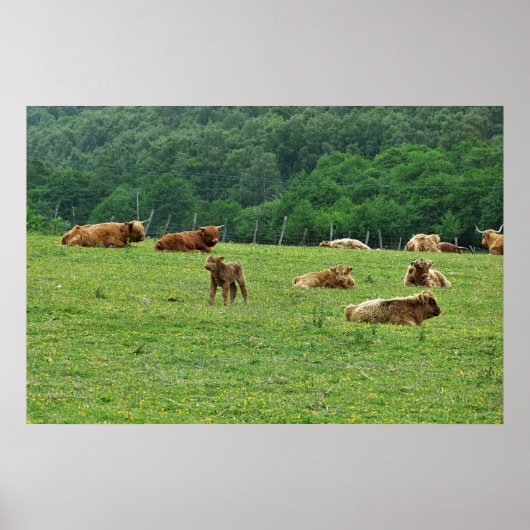 Kühe Poster (Vorne)