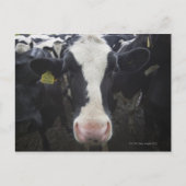 Kühe Postkarte (Vorderseite)