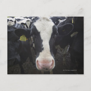 Kühe Postkarte