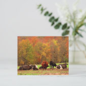 Kühe Postkarte (Stehend Vorderseite)
