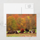 Kühe Postkarte (Vorne/Hinten)