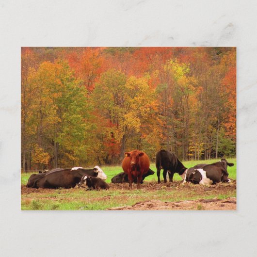 Kühe Postkarte (Vorderseite)