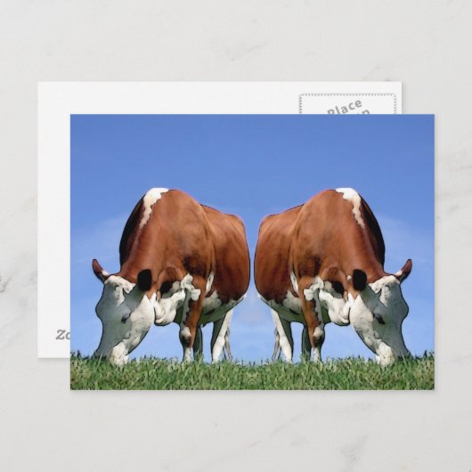 Kühe Postkarte (Vorne/Hinten)