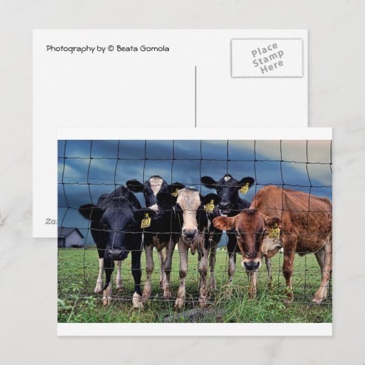 Kühe Postkarte (Vorne/Hinten)