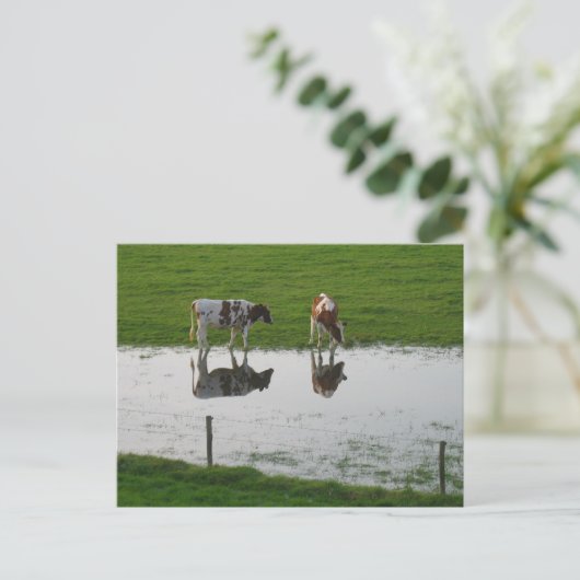 Kühe Reflektionen im Wasser Postkarte (Stehend Vorderseite)