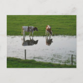 Kühe Reflektionen im Wasser Postkarte (Vorderseite)