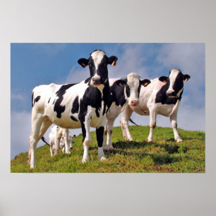 Kühe sind cool poster