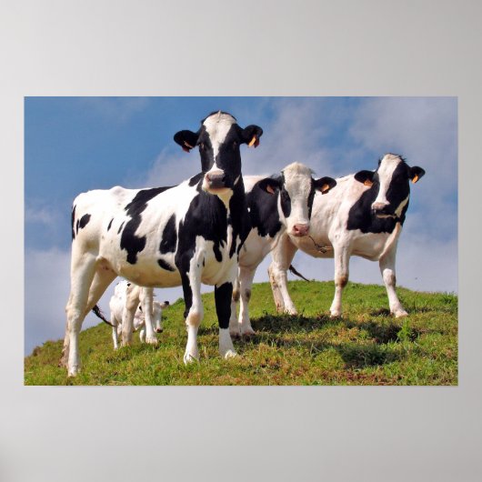 Kühe sind cool poster (Vorne)