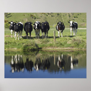 Kühe spiegeln sich im Kanal, Henley, Taieri-Ebene, Poster