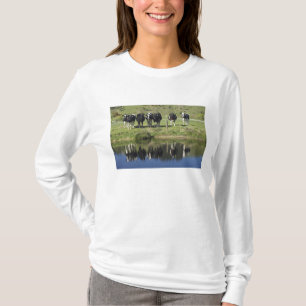 Kühe spiegeln sich im Kanal, Henley, Taieri-Ebene, T-Shirt