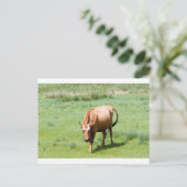 Kühe und Bullen Postkarte (Stehend Vorderseite)