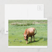 Kühe und Bullen Postkarte (Vorne/Hinten)