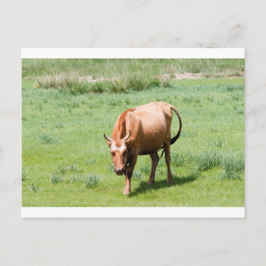 Kühe und Bullen Postkarte (Vorderseite)