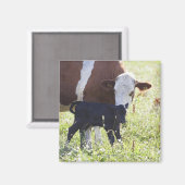 Kühe und Kalb Magnet (Vorderseite/Rückseite)