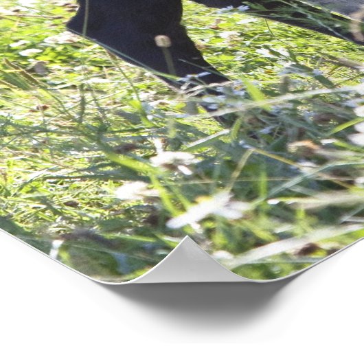 Kühe und Kalb Poster (Ecke)