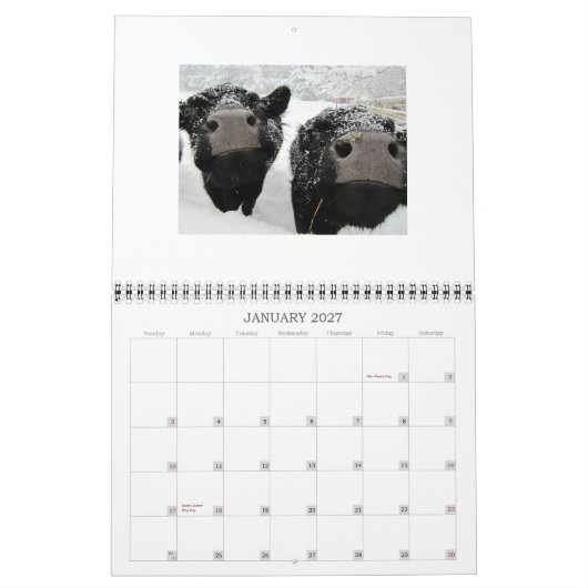 Kühe und Kälber - Kalender 2015 (Jan 2027)