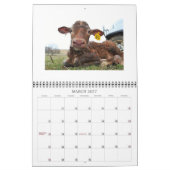 Kühe und Kälber - Kalender 2015 (Mär 2027)