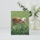 Kühe und Stechernetze Postkarte (Stehend Vorderseite)