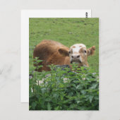 Kühe und Stechernetze Postkarte (Vorne/Hinten)