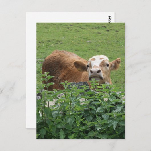 Kühe und Stechernetze Postkarte (Vorne/Hinten)