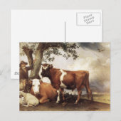 Kühe von Potter Postkarte (Vorne/Hinten)