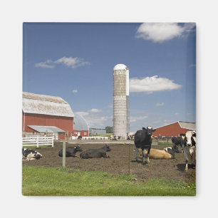 Kühe vor einer roten Scheune und einem Silo auf ei Magnet