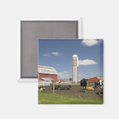 Kühe vor einer roten Scheune und Silo auf einem Ba Magnet (Vorderseite/Rückseite)