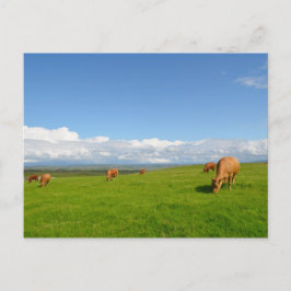 Kühe weiden auf einer Wiese in Irland auf Postkart Postkarte