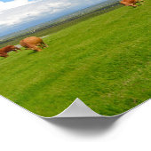 Kühe weiden auf einer Wiese in Irland Poster (Ecke)