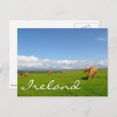 Kühe weiden auf einer Wiese in Irland Text Postkar Postkarte (Vorne/Hinten)