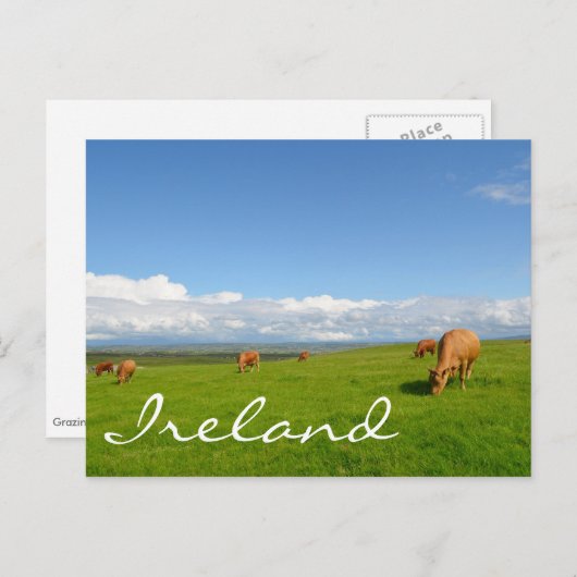 Kühe weiden auf einer Wiese in Irland Text Postkar Postkarte (Vorne/Hinten)
